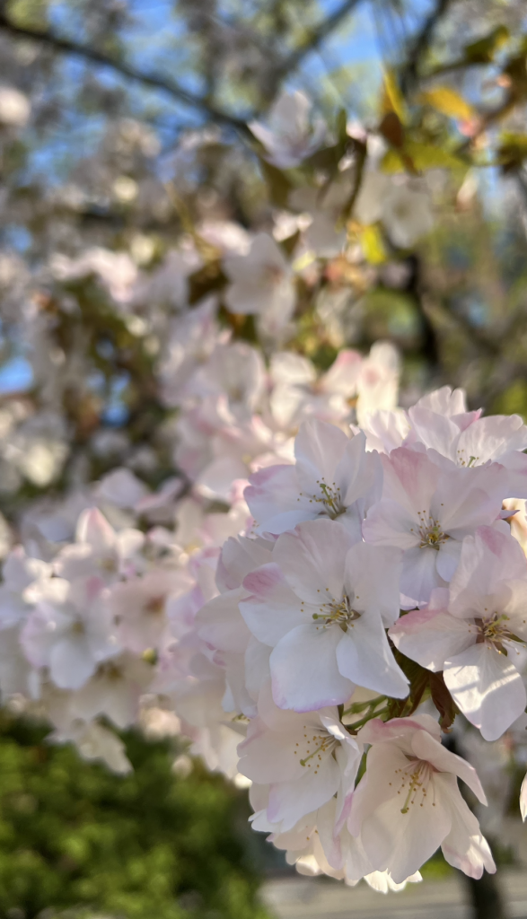 Where is the best city in Japan to see cherry blossoms?